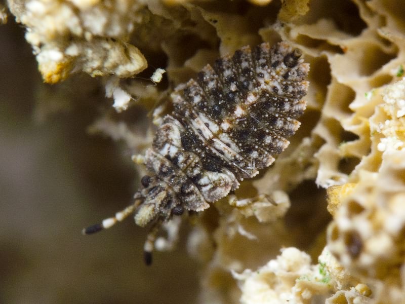 Aradus betulae (Linnaeus, 1758)